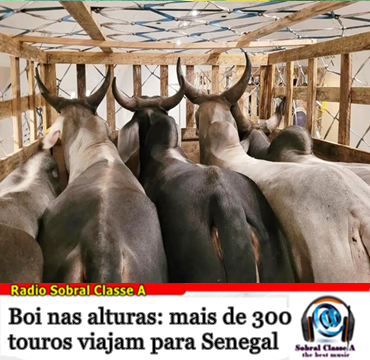 BOI NOS ARES, 300 TOUROS VIAJAM DE AVIÃO
